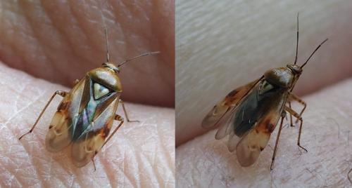 Lygus sp.